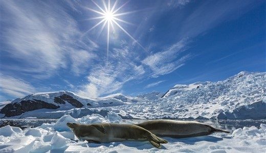 Unter strahlendem Himmel liegen zwei Robben im Eis.