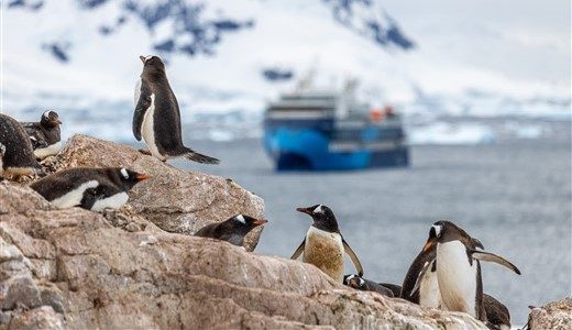 Gentoo Penguins auf Felsen vor dem Antarktis Schiff