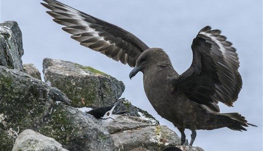 Ein brauner Skua mit ausgebreiteten Flügen landet um seine Jungen zu füttern.