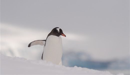 Eselspinguin watschelt durch den Schnee