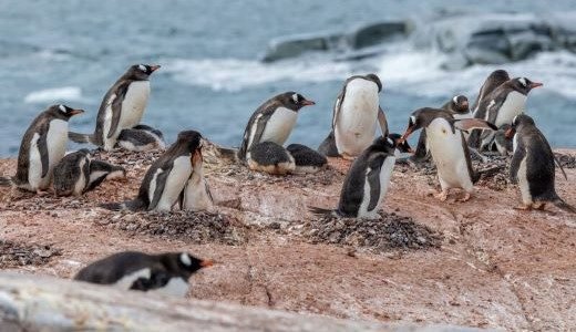 Gruppe von Eselspinguine auf Felsen in der Antarktis