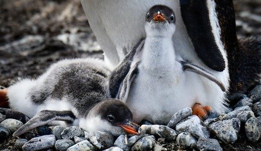 Pinguin Babies Antarktis