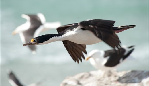 Blue-eyed shag_Erwin Vermeulen