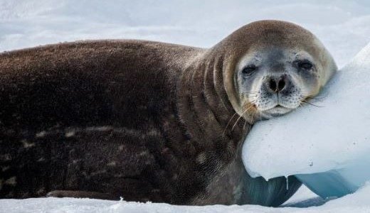 Weddellrobbe lehnt entspannt auf einem Eisstück und schaut in die Kamera.