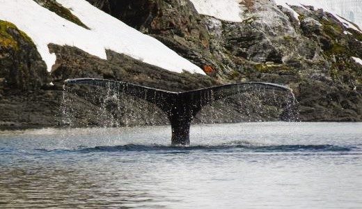 Buckelwalflosse in der Antarktis