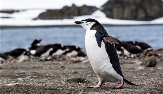 Ein Zügelpinguin läuft auf Felsen vorbei, im Hintergrund etwas verschwommen eine Gruppe Eselspinguine.