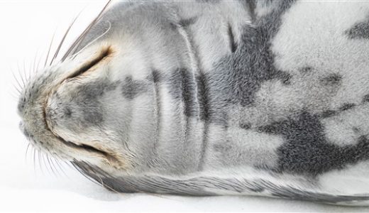 ruhende Robbe Antarktis