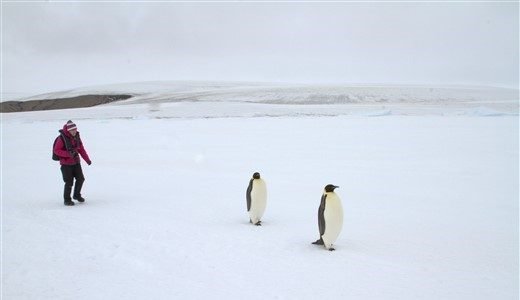 Kaiserpinguine Antarktis