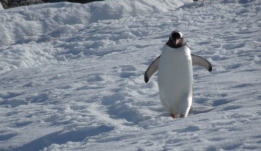 Ein Eselspinguin läuft durch den Schnee zum Wasser.