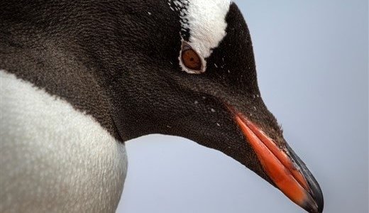 Eselspinguin
