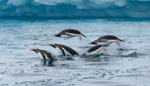 Eselspinguine Antarktis