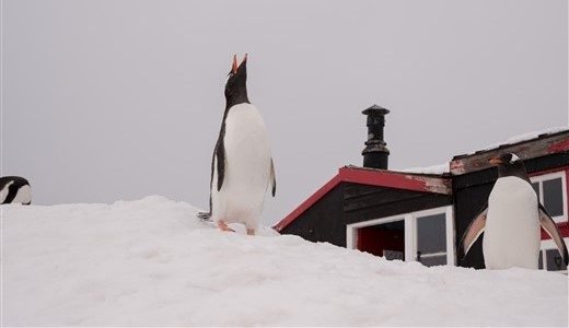 Drei Eselspinguine stehen vor englischer Station in der Antarktis, einer mit dem offenen Schnabel nach oben.