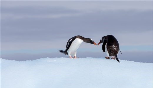Eselspinguine Antarktis