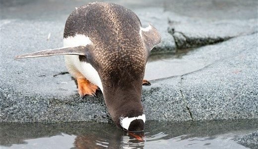 Ein Eselspinguin steht auf einem Fels und streckt seinen Schnabel in das Wasser.