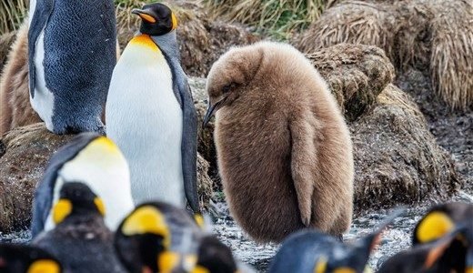 Ein junger und mehrere ältere Königspinguine in Gold Harbour.