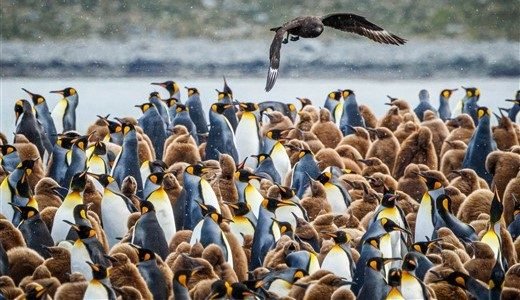 Zahlreiche junge und erwachsene Königspinguine finden sich in Gold Harbour ein.