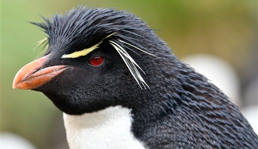 Felsenpinguin