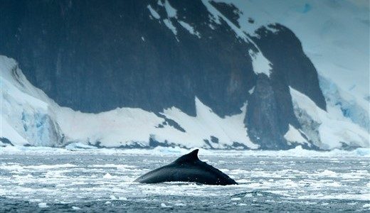 Wal vor schneebedeckten Berg Antarktis
