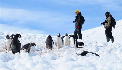 Eselpinguine