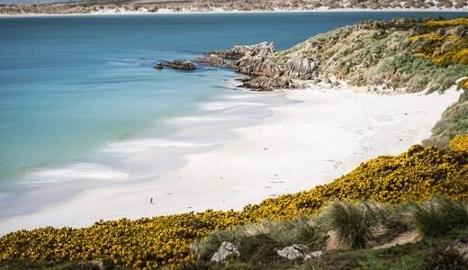Weißer Strand mit blauem Meer und Dünenvegetation auf den Falkland Inseln.