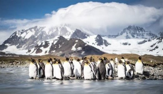 Eine Gruppe von Königspinguinen sammelt sich am Wasser in Südgeorgien.