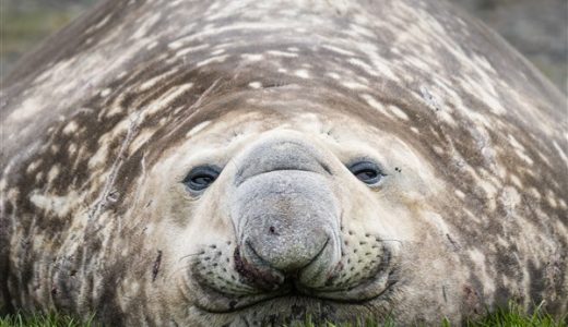 Seeelefant Südgeorgien schaut dick und verschlafen in die Kamera