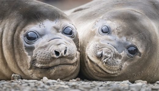 Zwei Seeelefanten Weibchen schauen in Südgeorgien mit großen Augen in die Kamera.