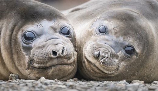 Seeelefanten Weibchen in Südgeorgien schauen mit großen Augen in die Kamera.