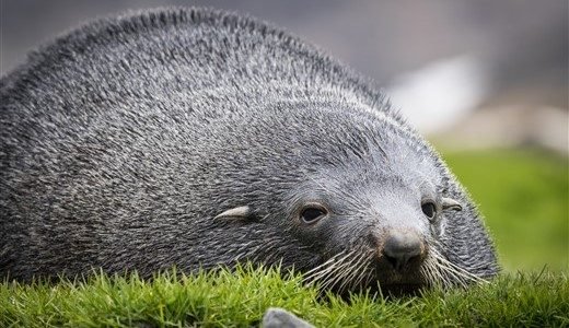 Entspannt liegt eine dicke Robbe im Gras in Südgeorgien.