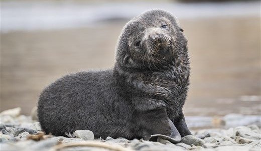 Eine flauschige Robbe in Südgeorgien posiert für die Kamera.