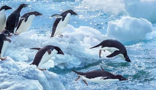 Pinguine Sprung ins Wasser Antarktis