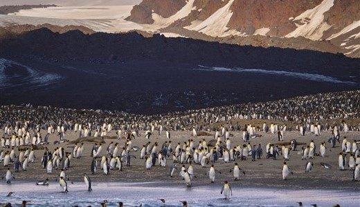 Königspinguine Antarktis