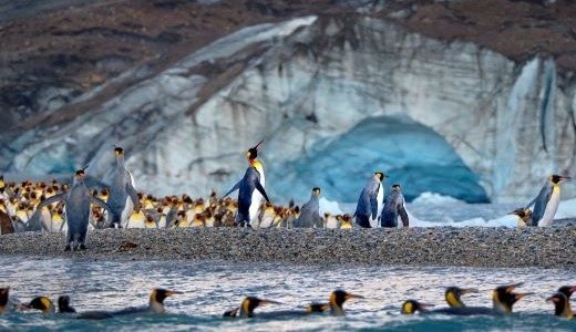 Königspinguine_in_St. Andrews, Südgeorgien_Peter_Eastway
