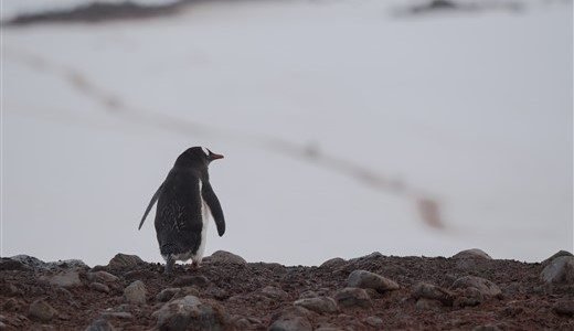 Eselspinguin steht auf Felsen und schaut in die andere Richtung