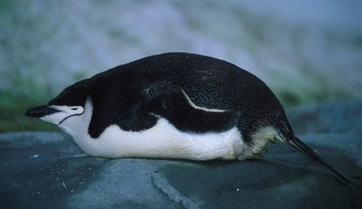 Kinnriemenpinguin Antarktis