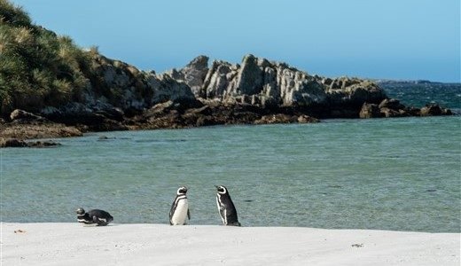 Magellan Pinguine Antarktis