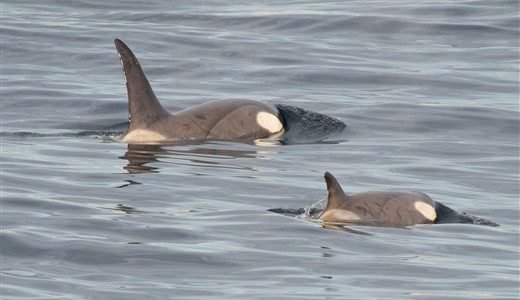 Orcas Antarktis