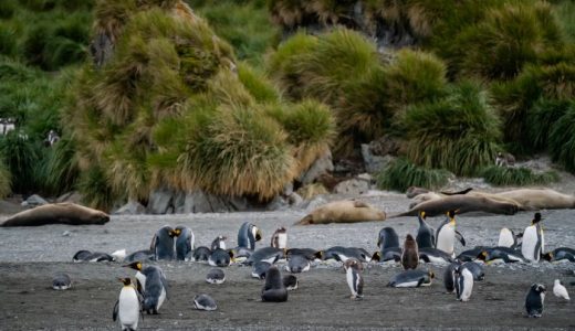 Pinguine und Esselefanten Antarktis