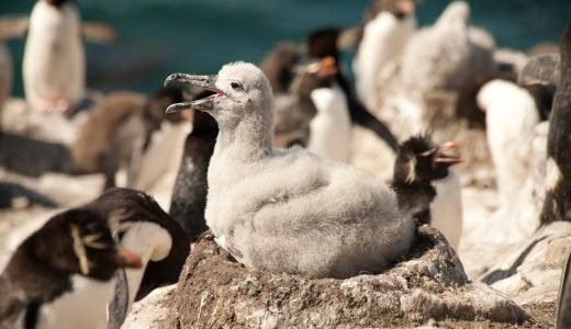Möwenjunges zwischen Pinguinen Antarktis