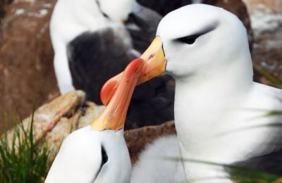 Falklandinseln_Albatrosse