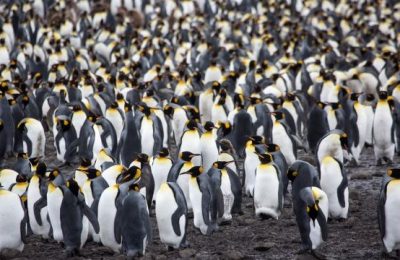 Königspinguin_Kolonie_Südgeorgien_Sailsbury