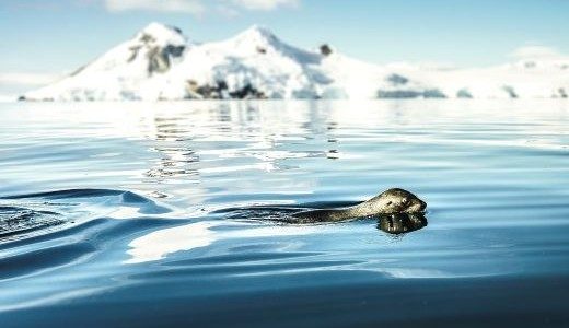 Schwimmende Robbe vor schneebedeckten Bergen Antarktis