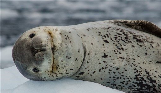 Seeleopard Antarktis