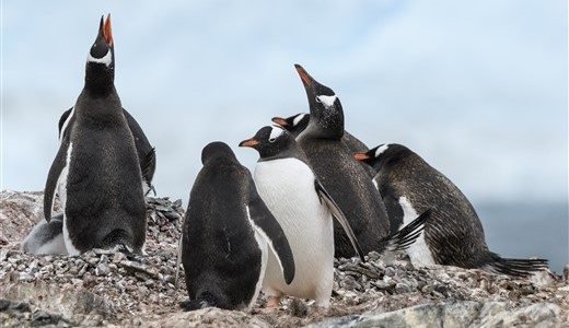Eselspinguine auf Felsen in der Antarktis