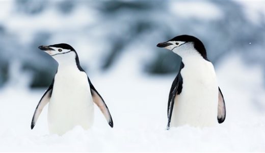 Zügelpinguine Antarktis