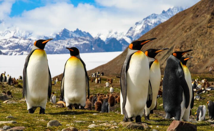 Königspinguine Südgeorgien
